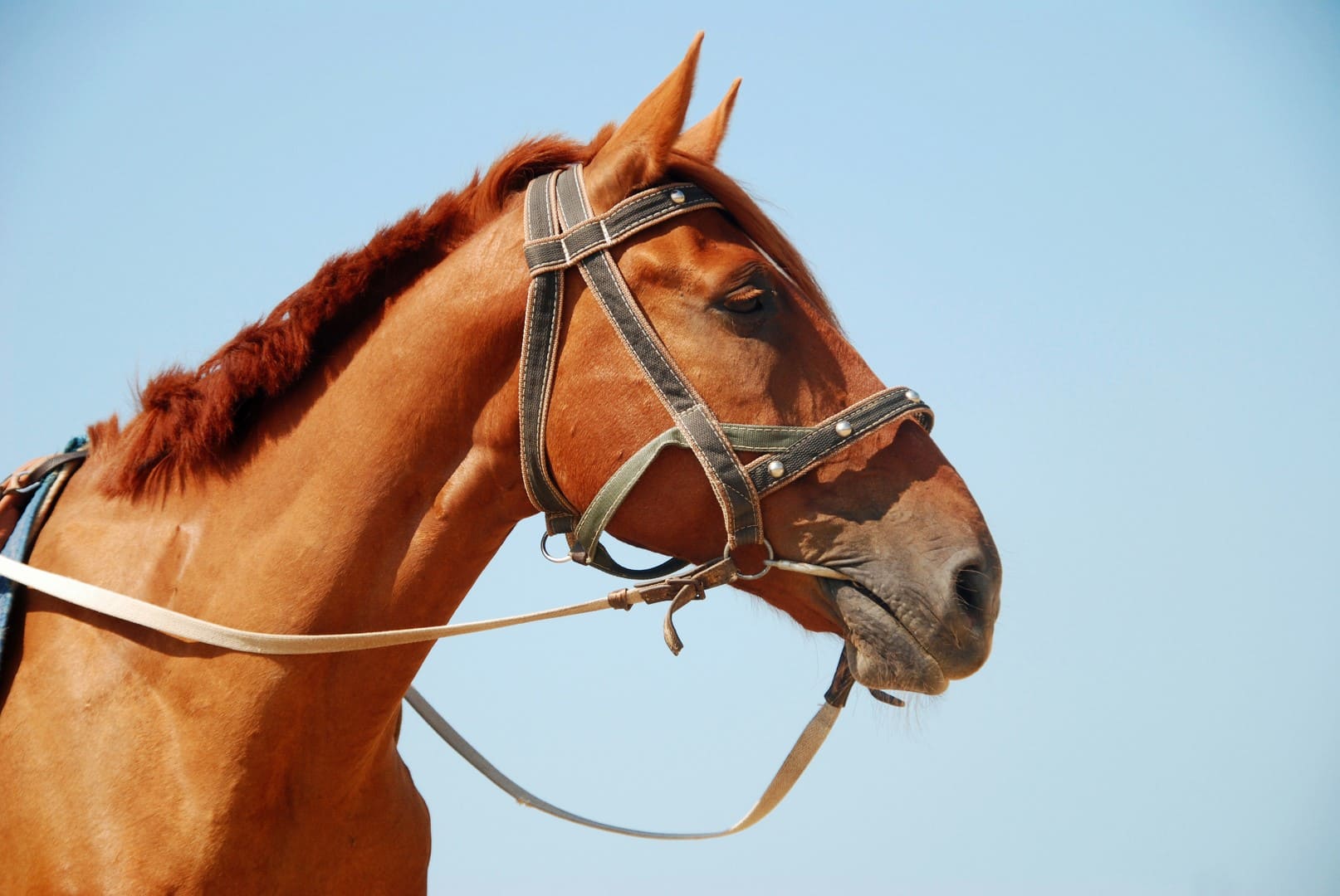 caballo-sobre-fondo-cielo-azul