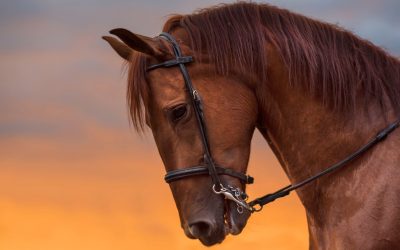 Razas de caballos: Una guía completa de sus características únicas