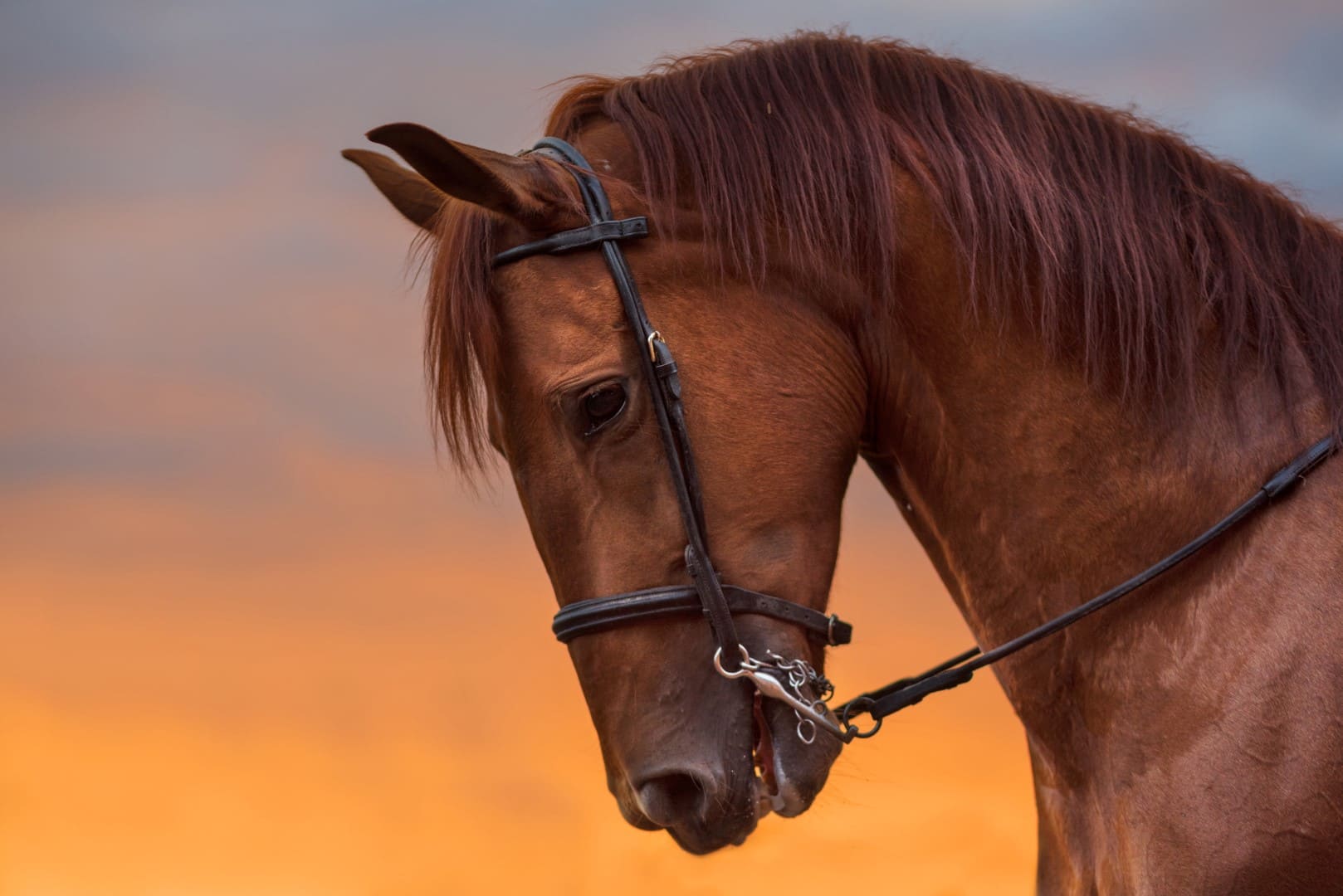 retrato-caballo