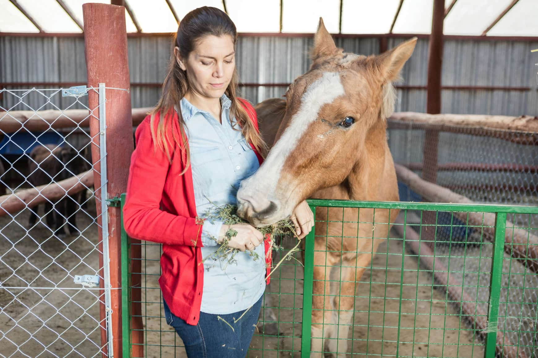 Alimentacion Caballo