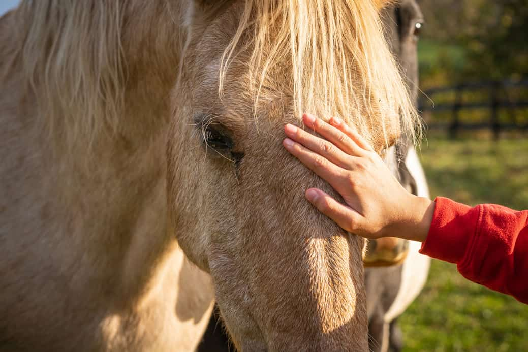 Cuidado caballo