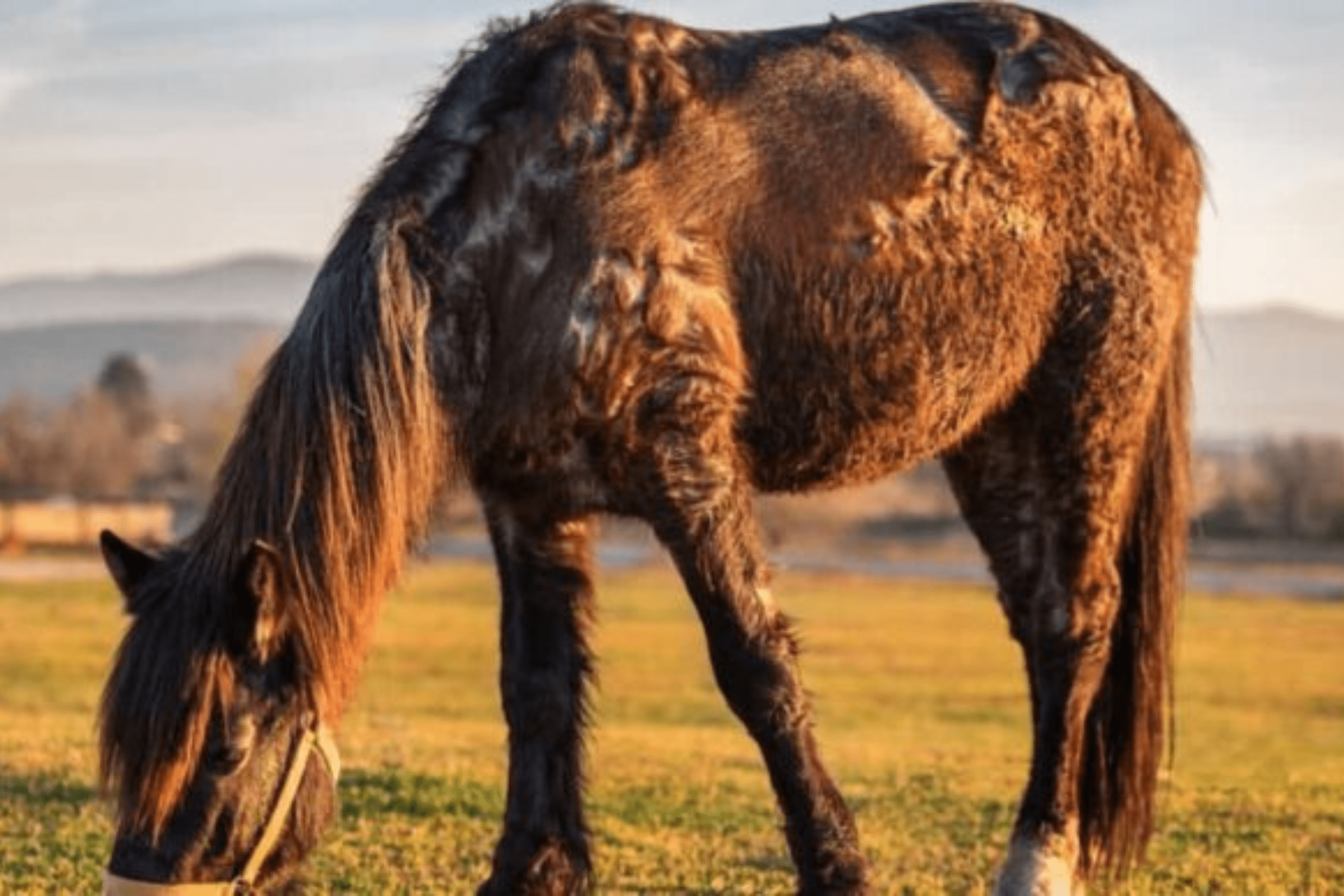 Enfermedad de Cushing en caballos