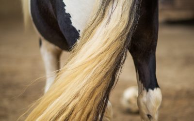 Descubre el uso del pelo del caballo y sus beneficios