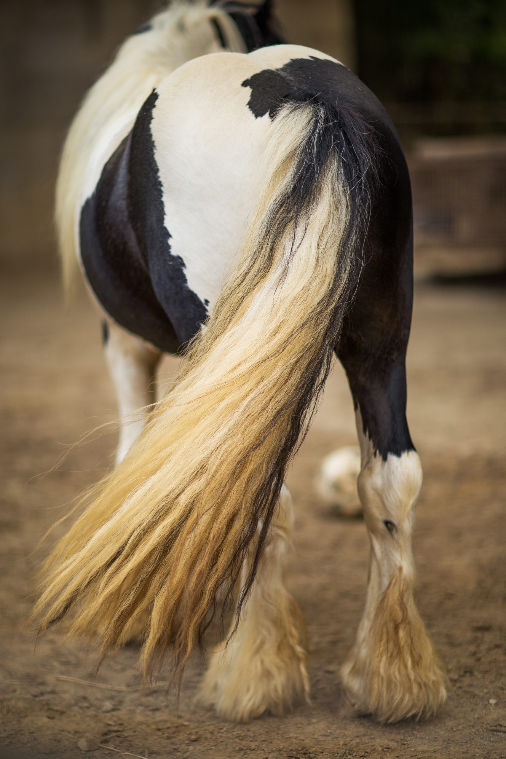 uso del pelo de caballo