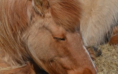 Cólicos en caballos: Tratamiento y prevención