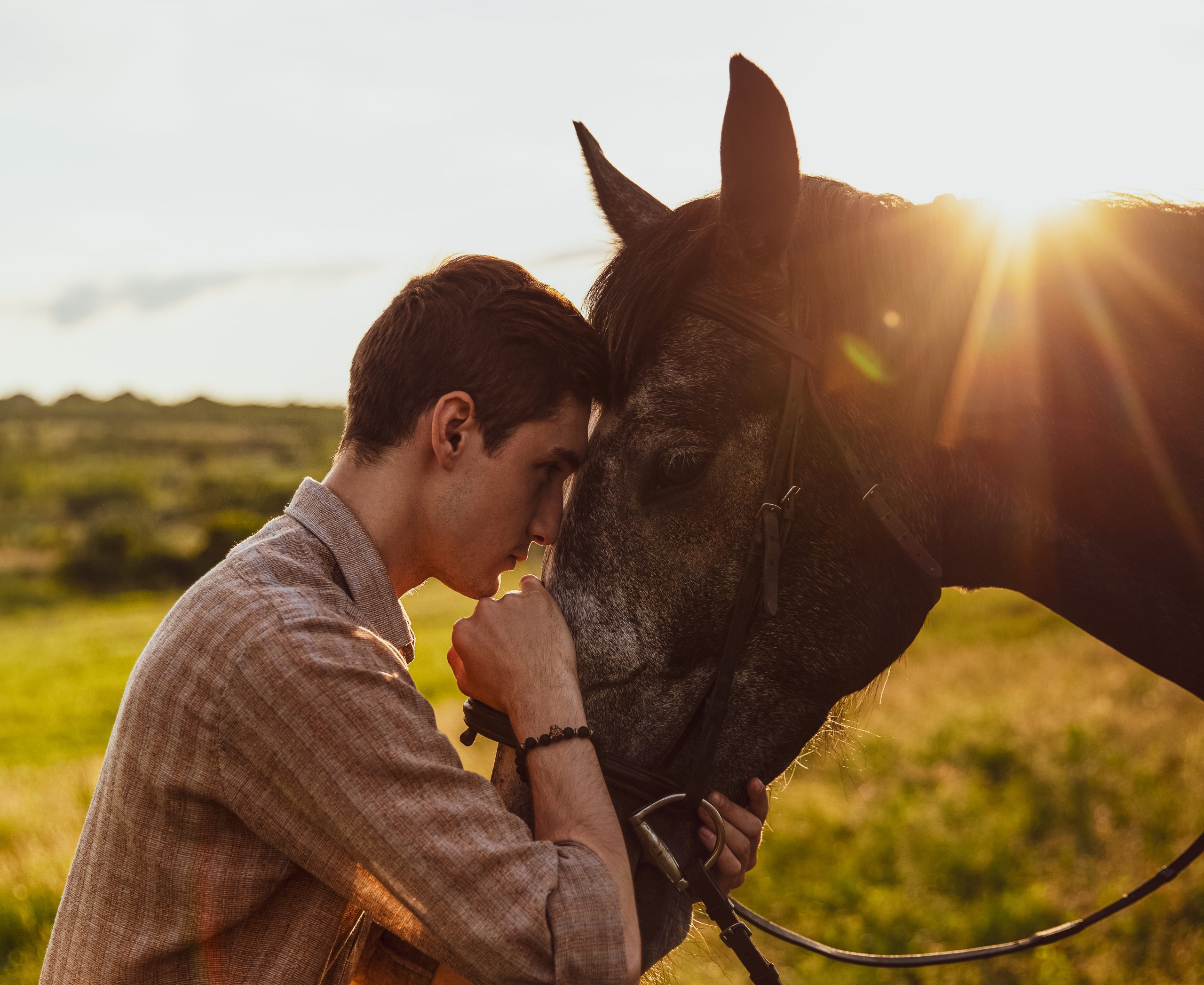 tratamiento colicos caballos